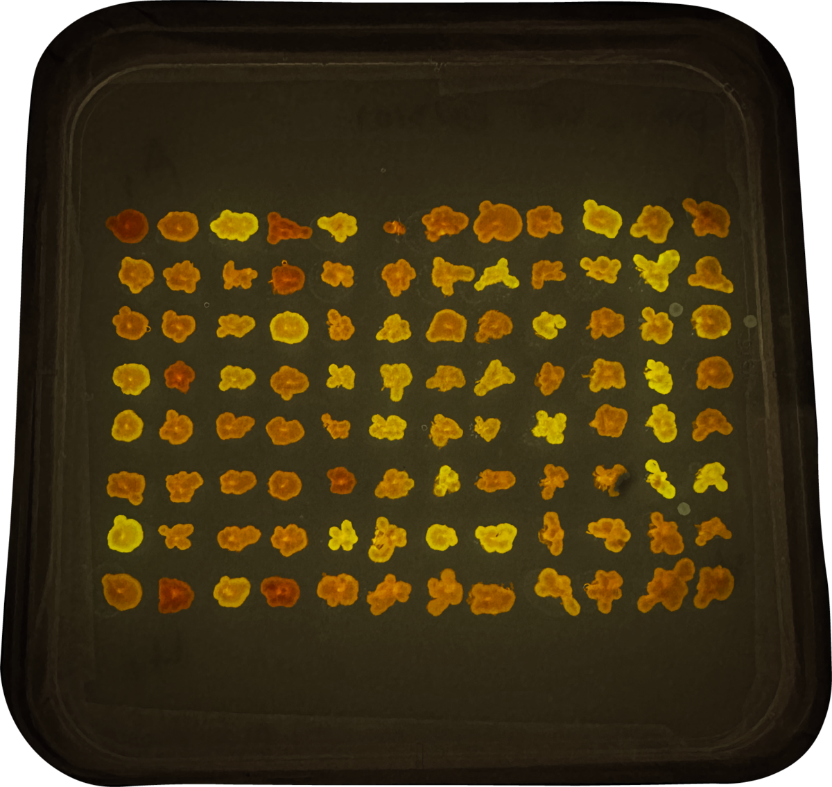Array of fluorescent fungal transformant colonies