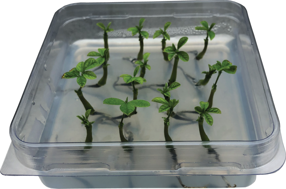 Regenerating soybean cotyledon explants in tissue culture